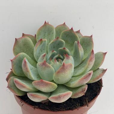 Echeveria lindsayana